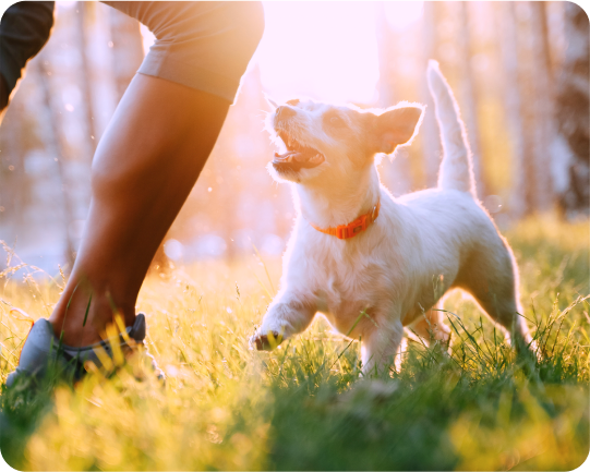 Pies biegający po trawie